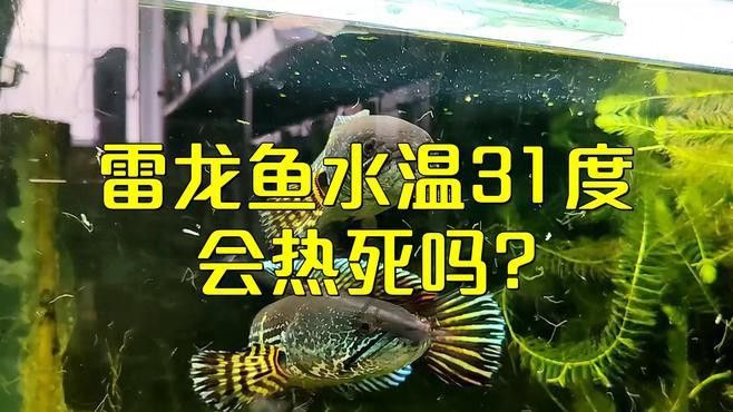 龍魚溫度過高會有什么影響？