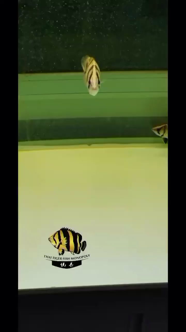 泰虎 泰虎 龍魚(yú)百科 第1張