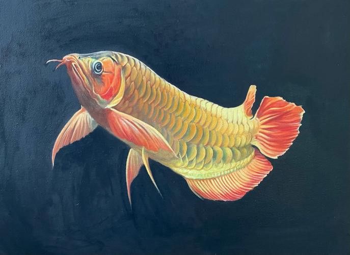 金龍魚福龍圖片高清圖
