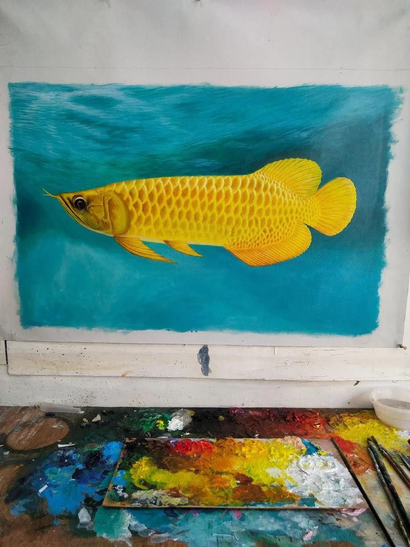 金龍魚福龍圖片高清圖