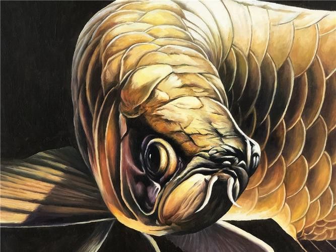 金龍魚福龍圖片高清圖
