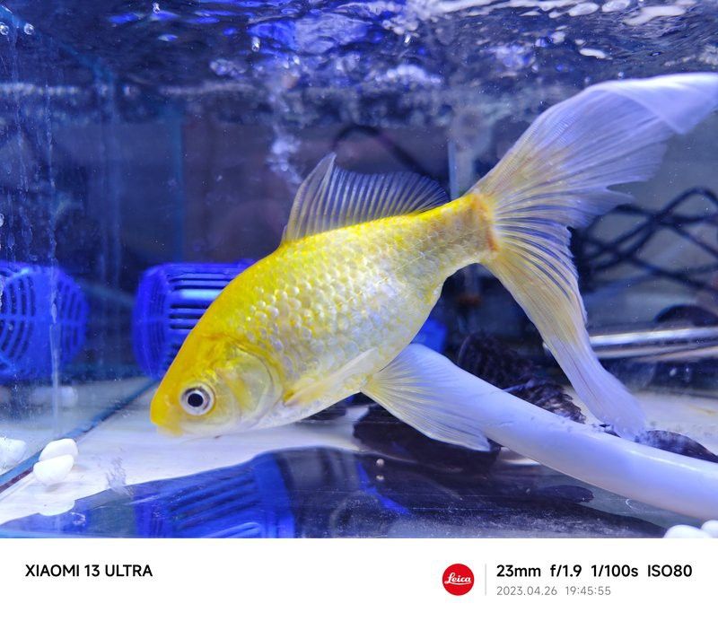 如何選擇適合拍攝金龍魚的手機？