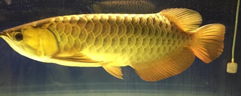 龍魚最愛吃什么水果：龍魚并非傳統意義上的水果消費者，龍魚水果喂食頻率
