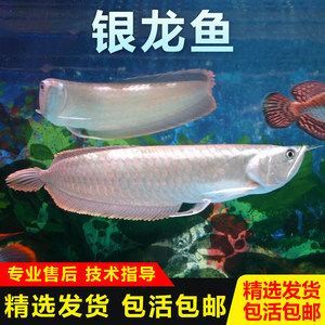 紅色的銀龍魚叫什么名字（銀龍魚品種及飼養知識介紹銀龍魚習性→maigoo百科）