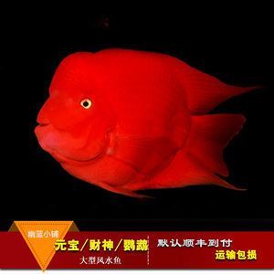 紅色的銀龍魚叫什么名字（銀龍魚品種及飼養知識介紹銀龍魚習性→maigoo百科）