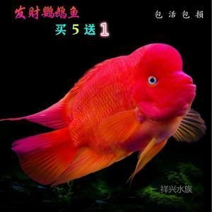 紅色的銀龍魚叫什么名字（銀龍魚品種及飼養知識介紹銀龍魚習性→maigoo百科）