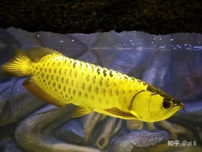 紅龍魚吃什么上色快又好養活一點（紅龍魚吃什么上色快又好養活一點呢）