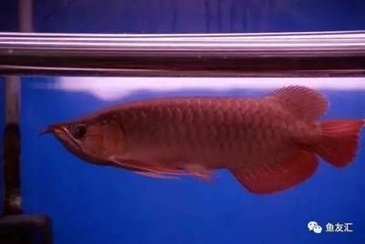 龍魚多少錢才能買到：龍魚市場價格波動趨勢