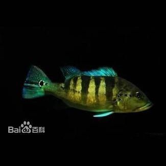 藍(lán)帆五間魚的脫變