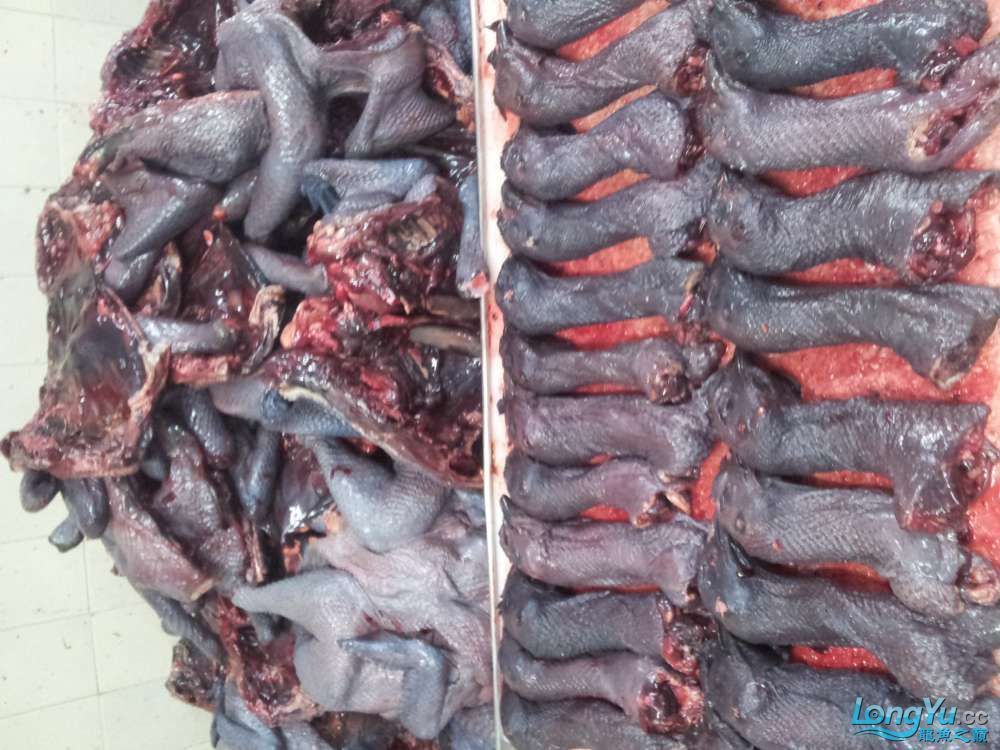 呼和浩特水族批發(fā)市場（呼和浩特市有幾個主要的水族批發(fā)市場）