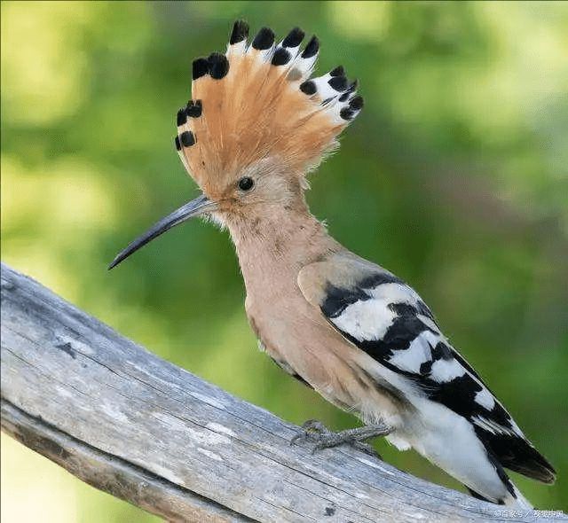 呼和浩特水族批發(fā)市場（呼和浩特市有幾個主要的水族批發(fā)市場）