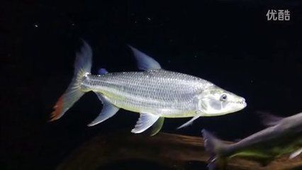 白金猛魚和龍魚混養：白金猛魚和龍魚可以混養嗎
