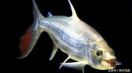 白金猛魚和龍魚混養：白金猛魚和龍魚可以混養嗎