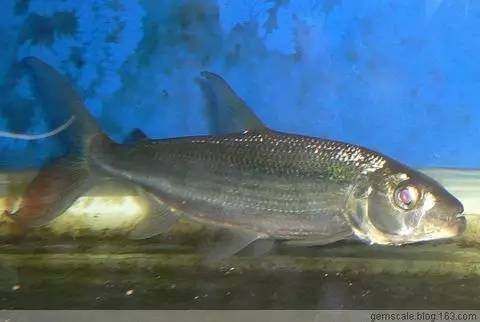 白金猛魚和龍魚混養：白金猛魚和龍魚可以混養嗎