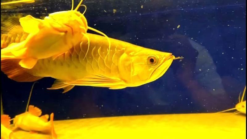 金龍魚翹頭