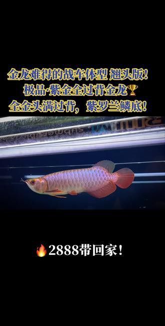 金龍魚翹頭