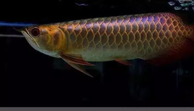 金龍魚翹頭