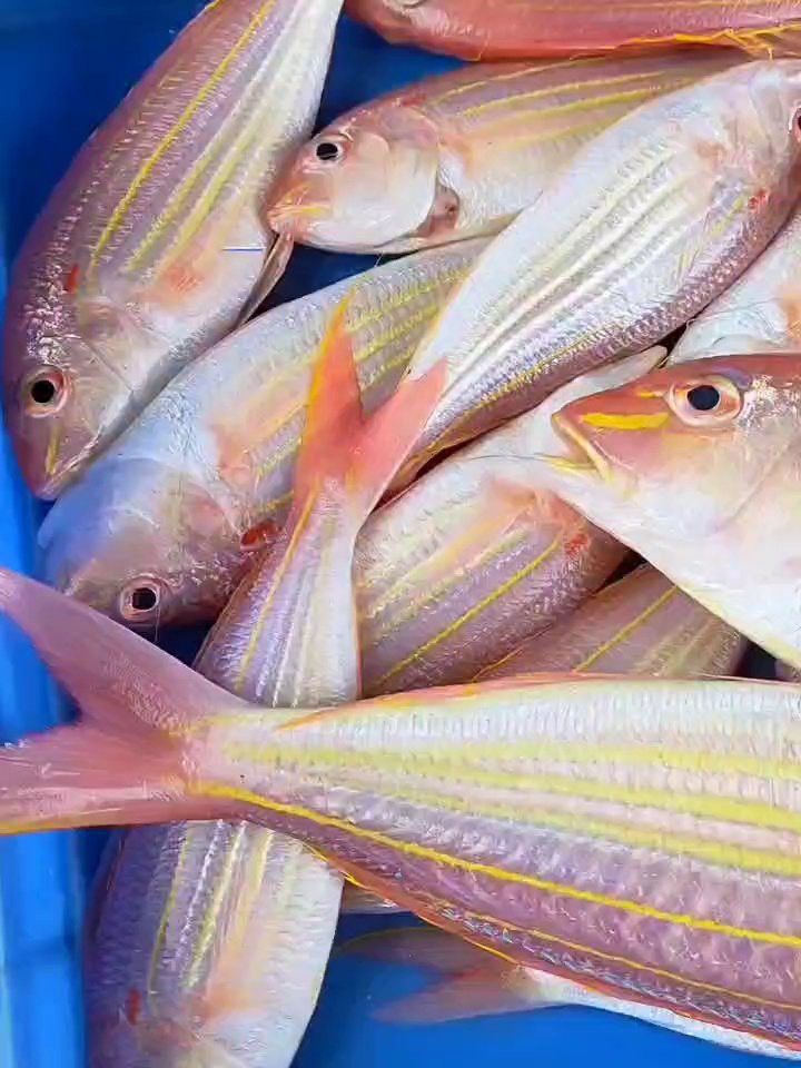 湛江龍魚(yú)好吃嗎怎么樣啊視頻