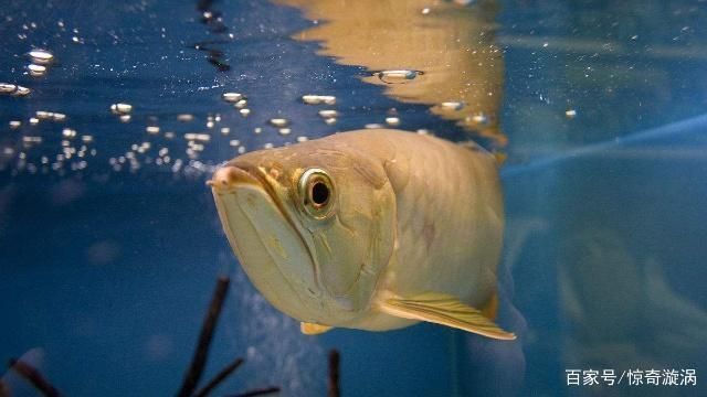 世界上有龍魚（世界上確實存在龍魚的風水寓意是什么龍魚的風水寓意是什么）