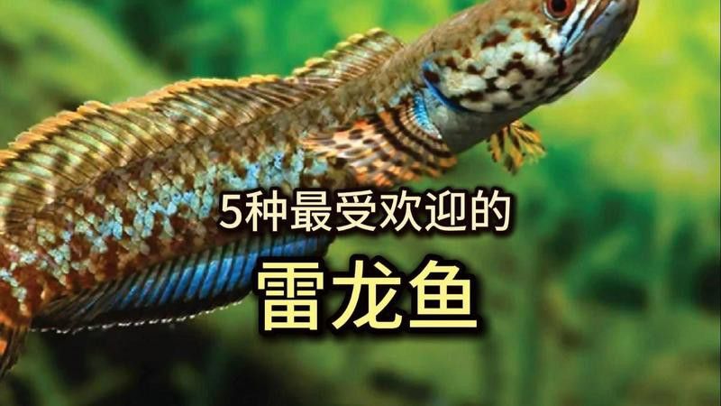 哪種雷龍魚生長速度最快？