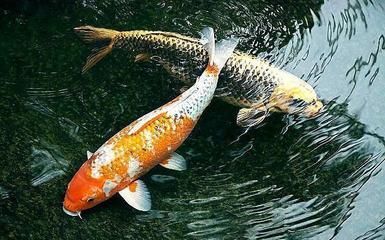 為什么沒有人賣龍魚苗（為何市場上難以找到龍魚苗售賣的原因）