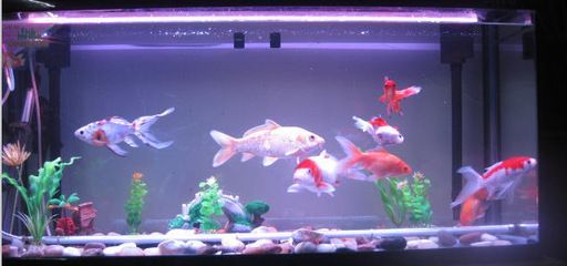 養(yǎng)龍魚的燈管怎么擺放的：養(yǎng)龍魚時(shí)燈管擺放位置對(duì)龍魚的顏色和健康有著重要影響