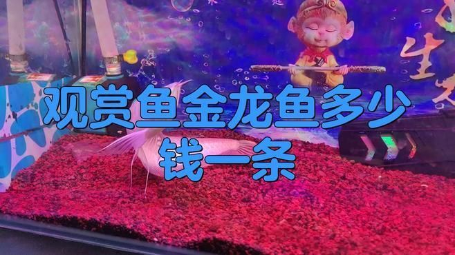 金龍魚價格影響因素分析