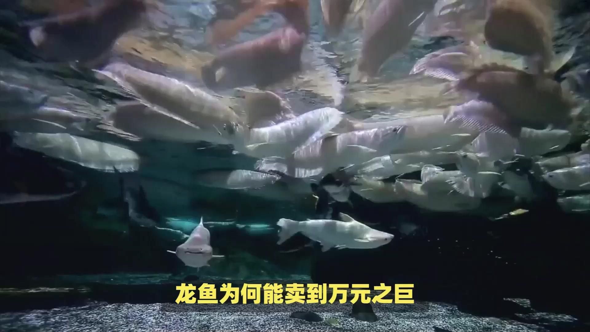 金龍魚價格影響因素分析