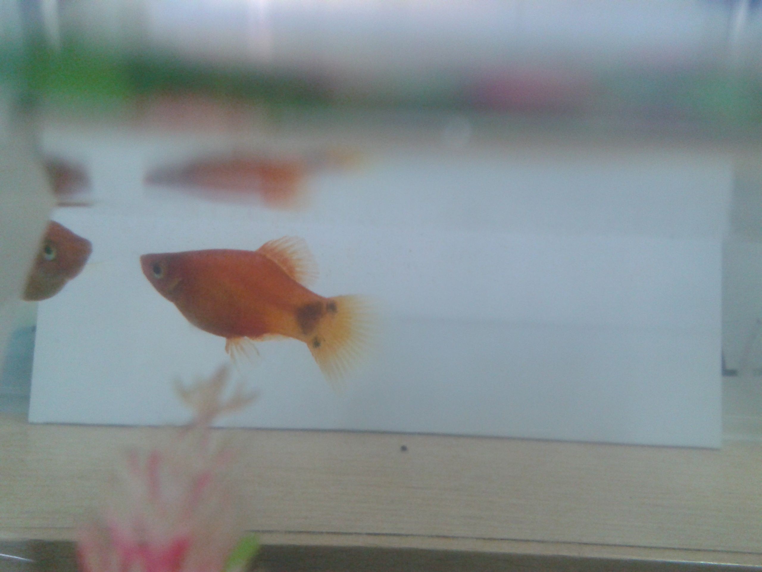 銀龍魚與金魚招財效果對比：銀龍魚與金魚在風水文化中具有招財的作用，但它們的寓意和養殖要求有所不同