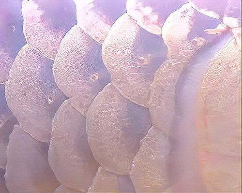 龍魚鱗片邊緣出現(xiàn)缺口