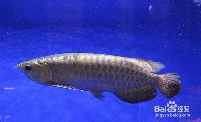 龍魚鱗片邊緣出現(xiàn)缺口