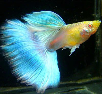孔雀魚 紅尾火炬