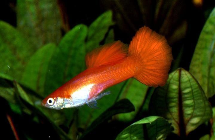 孔雀魚 紅尾火炬