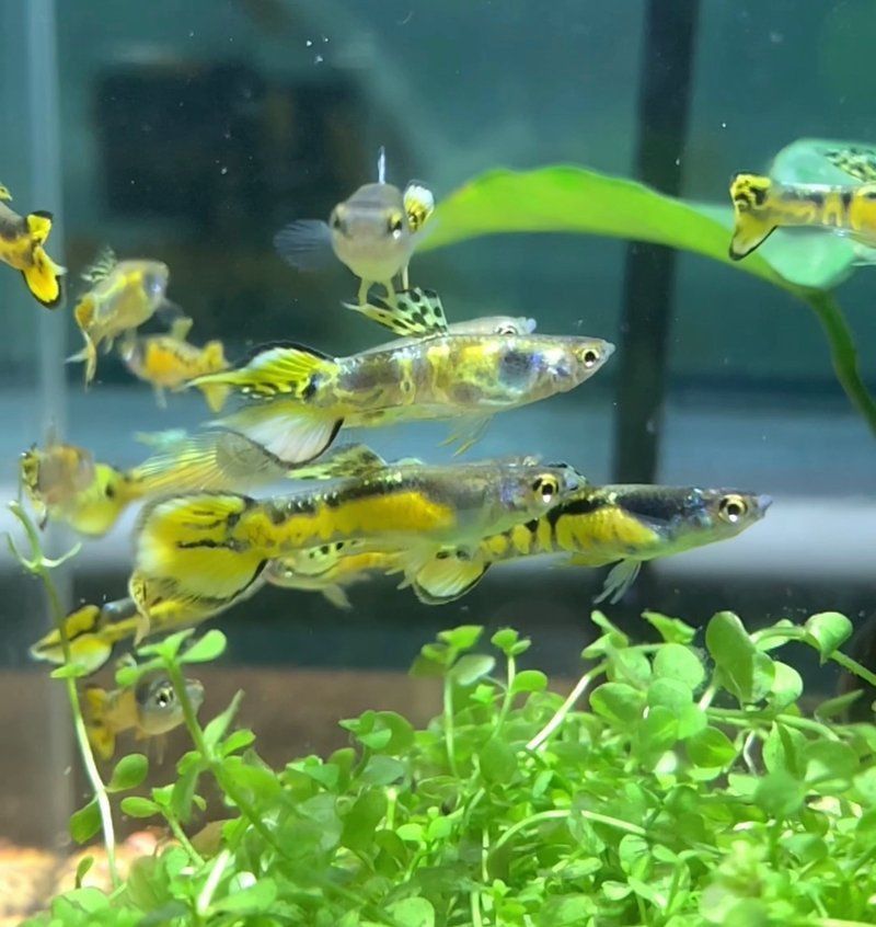 孔雀魚 紅尾火炬