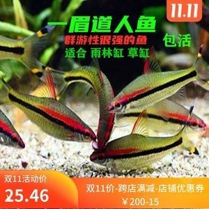 黑影道人魚批發：阿里巴巴1688上的黑影道人魚批發和貨源基地選擇