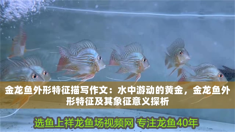 金龍魚外形特征描寫作文：水中游動的黃金，金龍魚外形特征及其象征意義探析