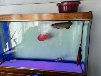 龍魚虎魚混養如何喂食的：龍魚虎魚混養如何喂食