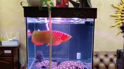 龍魚虎魚混養如何喂食的：龍魚虎魚混養如何喂食