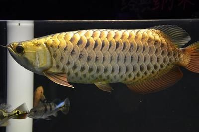 金龍魚在國內能繁殖嗎：金龍魚在國內可以繁殖嗎？