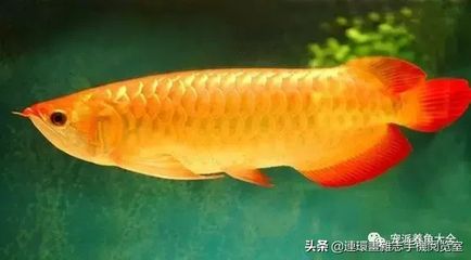 紅尾金龍魚什么時候變色：關于紅尾金龍魚變色的一些詳細信息