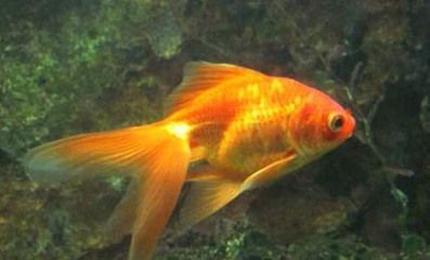 紅尾金龍魚什么時候變色：關于紅尾金龍魚變色的一些詳細信息