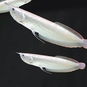 白化銀龍魚(yú)和黃化銀龍魚(yú)能混養(yǎng)嗎（白化銀龍魚(yú)和黃化銀龍魚(yú)可以混養(yǎng)嗎）