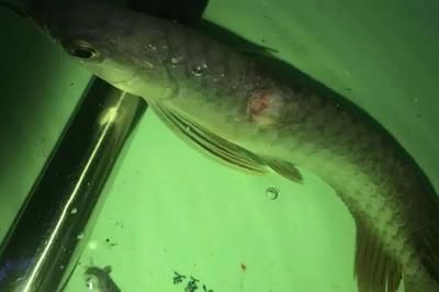 金龍魚功效作用與主治，金龍魚選購指南