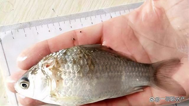 龍魚外寄有哪些有效藥物
