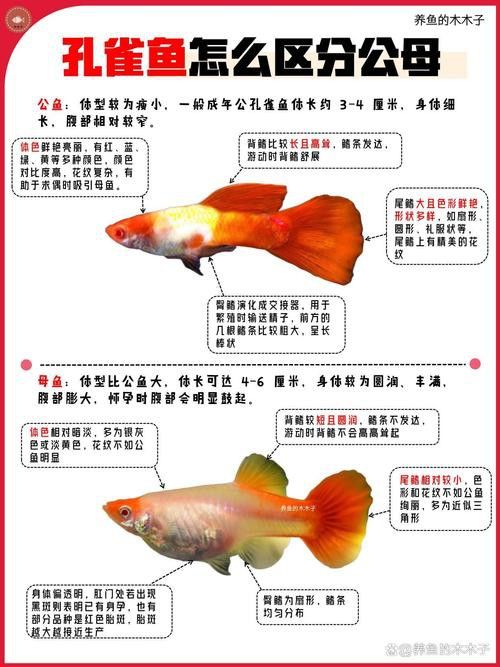 孔雀魚和龍魚混養好嗎圖片欣賞