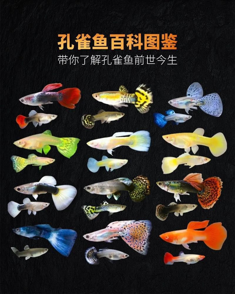 孔雀魚和龍魚混養好嗎圖片欣賞