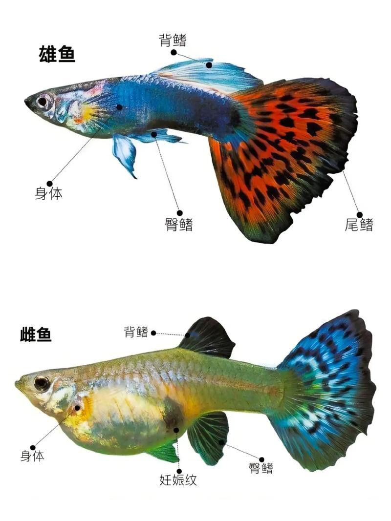 孔雀魚和龍魚混養好嗎圖片欣賞