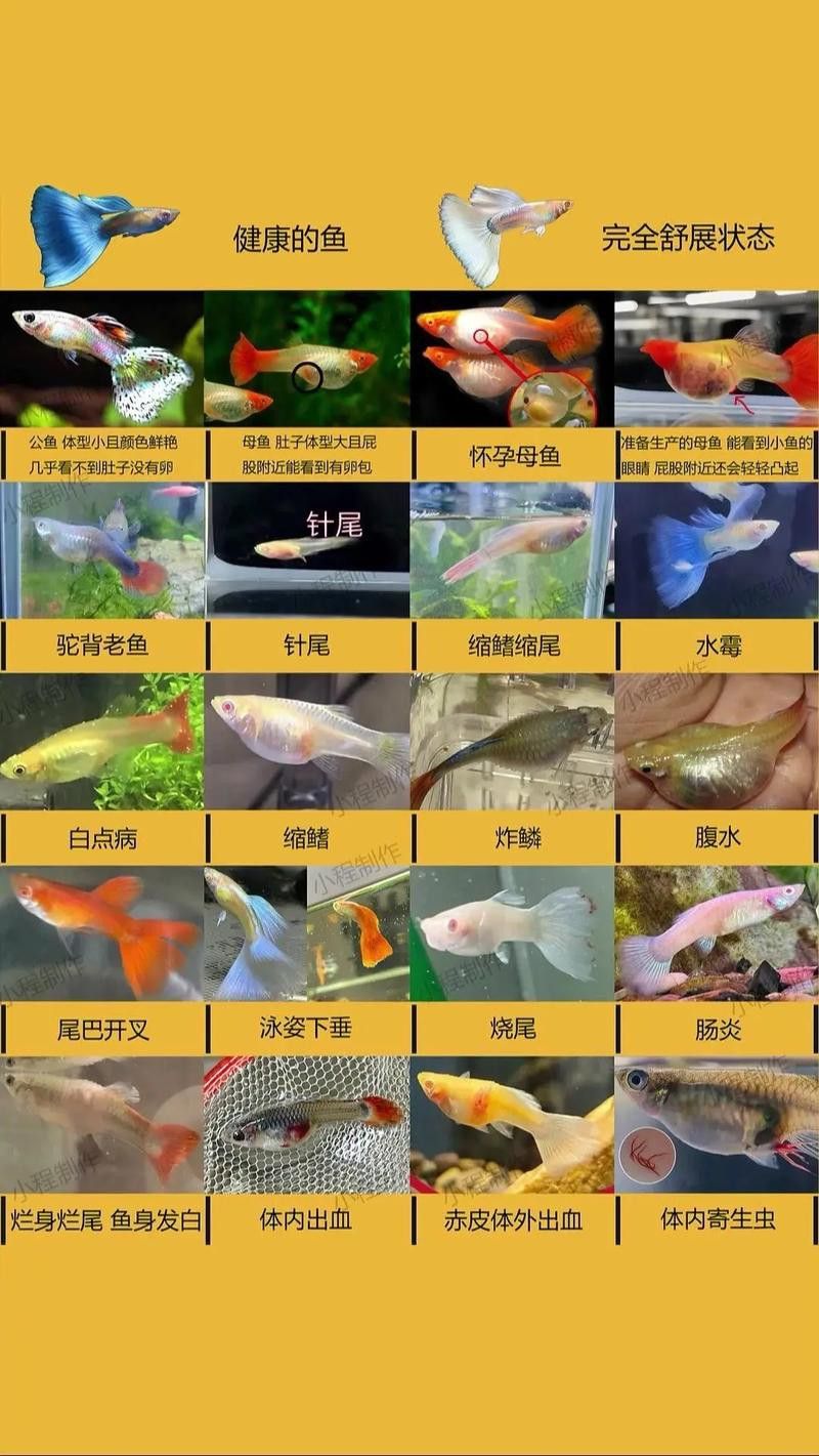 孔雀魚和龍魚混養好嗎圖片欣賞
