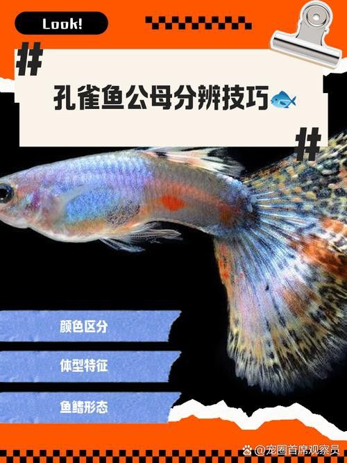 孔雀魚和龍魚混養好嗎圖片欣賞
