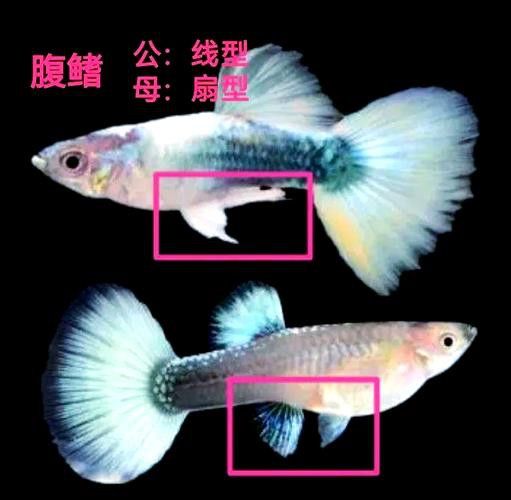 孔雀魚和龍魚混養好嗎圖片欣賞